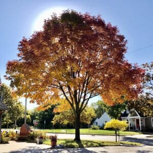 A large tree with vibrant autumn leaves in shades of red, orange, and yellow stands in a sunny suburban yard, with houses and a street in the background. The sun shines brightly behind the tree’s crown.