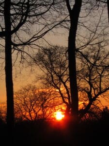 Silhouetted trees with bare branches stand against a vibrant orange and yellow sunset sky, with the sun partially visible near the horizon.