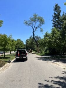 A worker is high up in a tall tree, trimming branches on a suburban street. A white utility vehicle with an orange cone and a yellow machine are parked nearby under a clear blue sky.