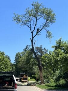 A worker with safety gear is high in a tall, partially broken tree, using ropes for support, while another worker stands below near wood chips and equipment on a sunny day. Trucks are parked nearby on the street.